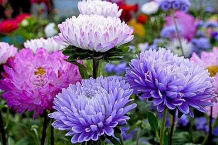 Секреты успешного выращивания однолетних астр: как сделать ваш сад ярче