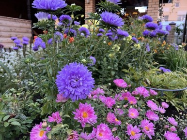 Неожиданные открытия в саду: как заброшенные астры стали настоящей находкой