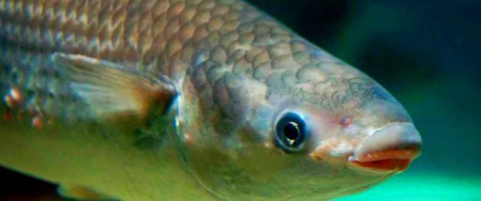 ������ ����� (Chelon labrosus): ������ �������� ���� � ����� �����