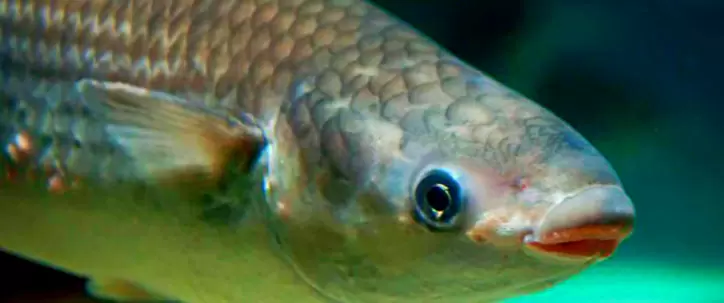 Кефаль губач (Chelon labrosus): старая знакомая рыба в новых водах