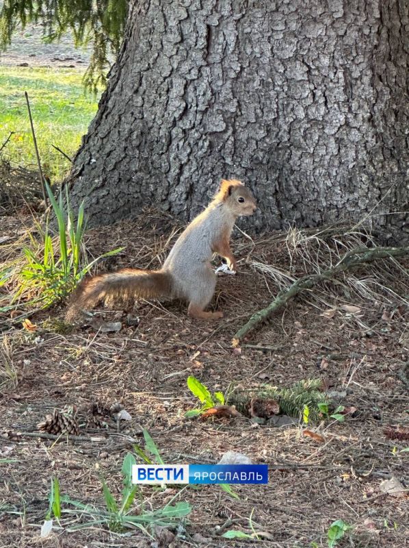 ������ ����, ���������!. ������ ���� � ��������� �������� ��� ����