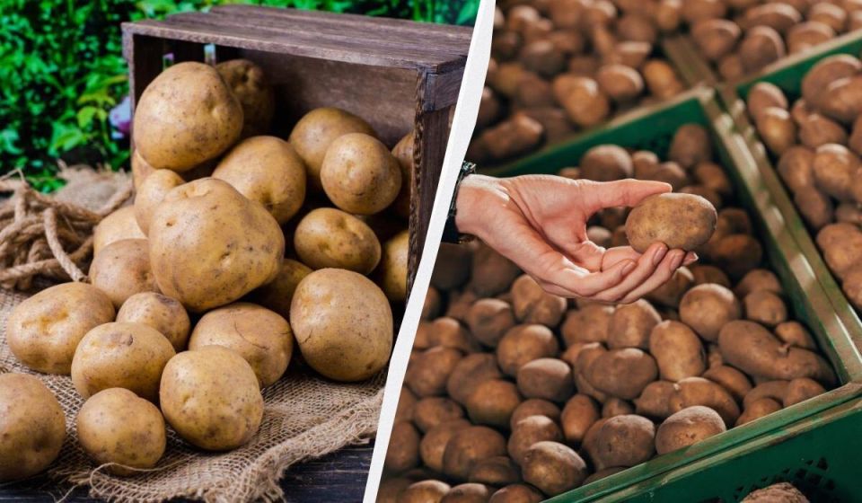 ��� ��������� �������� �� �����: ������� ������� ��������