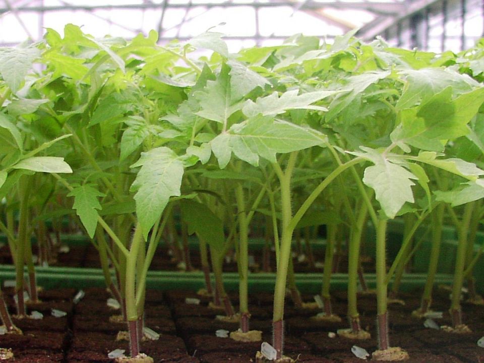 ������� ��������� ������� �������: ��� �������� ������ �����