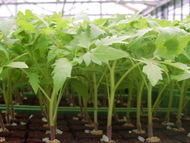 ������� ��������� ������� �������: ��� �������� ������ �����