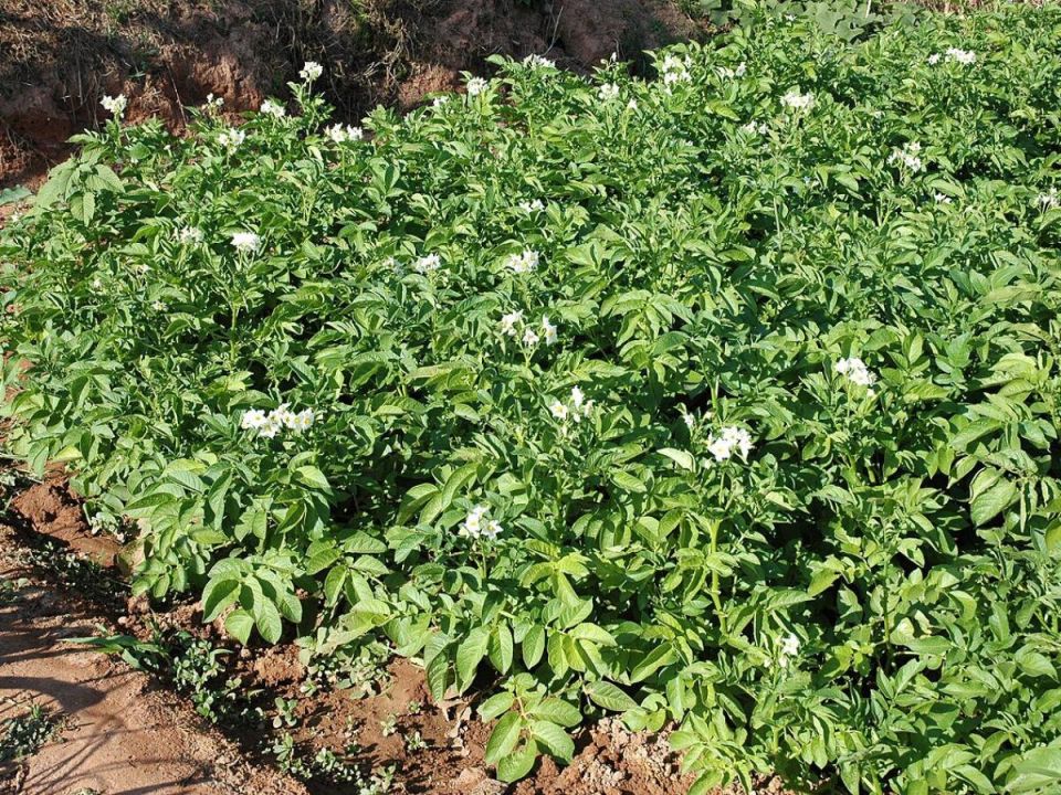 ����� � ���������: ����������� ����������� ���������� ���������