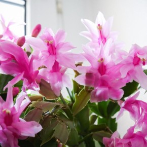 ������� ������ ������� � ���������� �������� � ����������