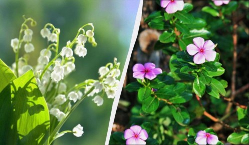 ���� �������������, ������� �� ����� ������: ��� ������� ��� ���