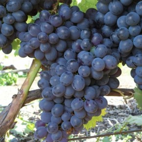 ����������� ���� ��� ��������: ��� � ������� ��������� ������