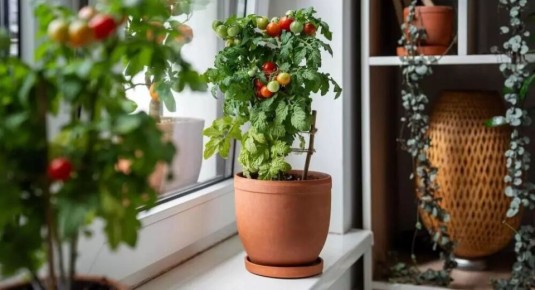 ����������� ������� �� �����������: ������� urban-�����������