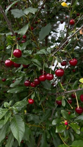 ���� �� ������ � �������� � �������: ����� ��������� �������� ������