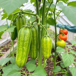 ��� ��������� ������ � �������� � ����� ������� ��� ������ ������?