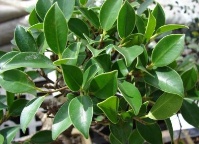 ������������ ������ ����� �� �������: ��� ������ ������� ����� ��� �������