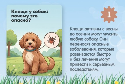 ���������, �����: ���������� ��� ���������� �����