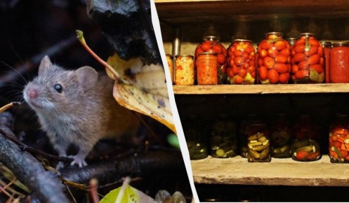 ��� �������� ���������� �� ����� � �������: ������� � ����������� ������