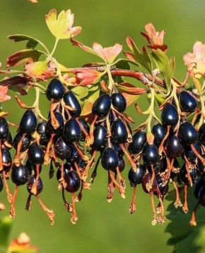 ������� ���������: ������ ��� �������� ������ ������ ����� � ����� ����