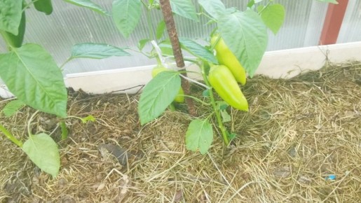 ��� �������� ���������� ������ �����: ������� ���� ��� ���������� �����