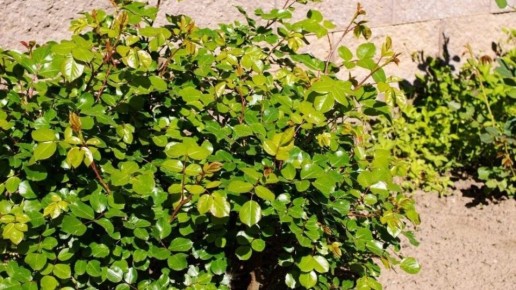 �������� ��������� ���: ������� �������� ��������� � ������ �����