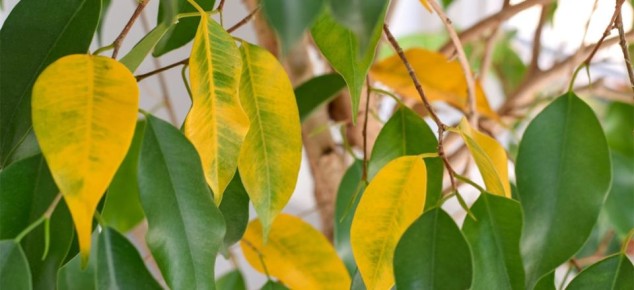 ����� �������� ������� ������ ����������