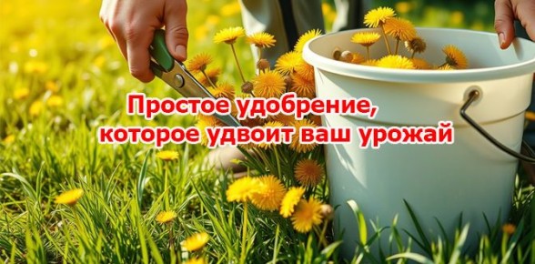 ���������� ��� ������ ������� ������: ����������� ��������� ��� ������ ����