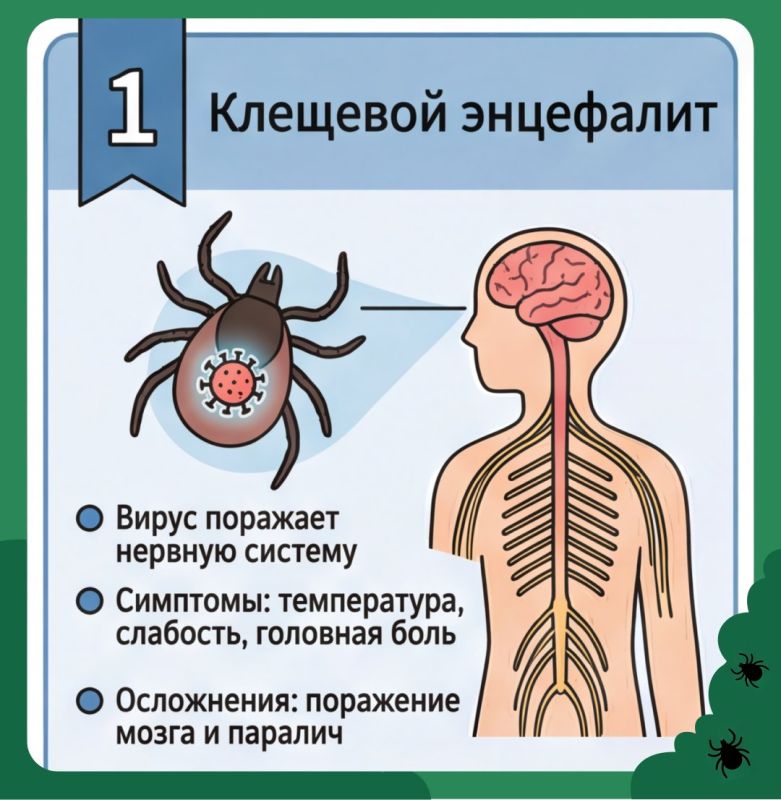 Укус клеща не так прост, как кажется Укус клеща не так прост, как кажется