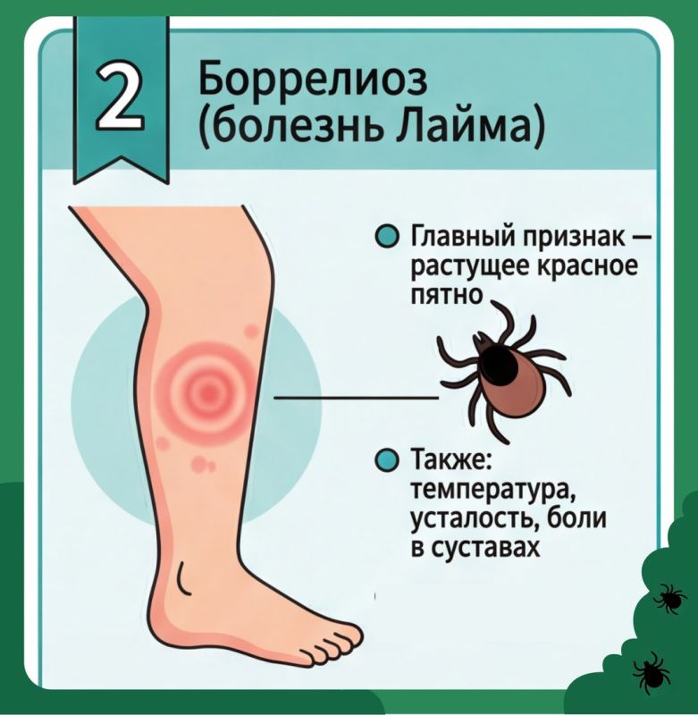 Укус клеща не так прост, как кажется Укус клеща не так прост, как кажется