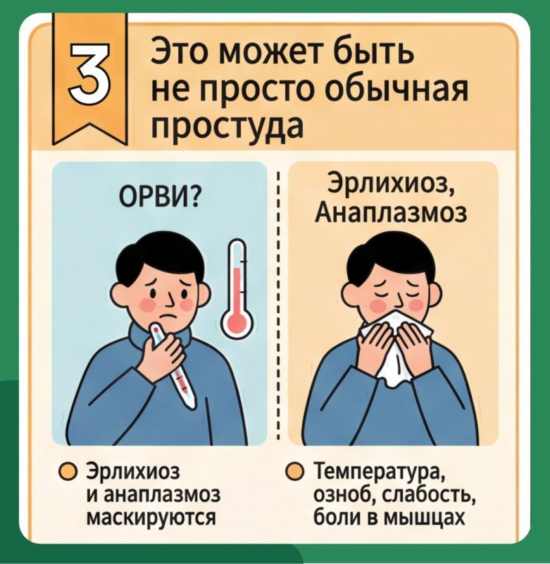 Укус клеща не так прост, как кажется Укус клеща не так прост, как кажется