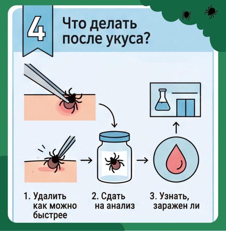 Укус клеща не так прост, как кажется Укус клеща не так прост, как кажется