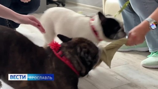 Доброе утро, ярославцы!. Устоять перед ними и не погладить просто невозможно! Вашему вниманию — позитивные и гиперактивные хвостики — Тюбик и Каролина