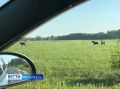 И снова в объективе лесные гости