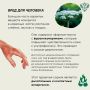 Растение борщевик Сосновского — опасно и токсично