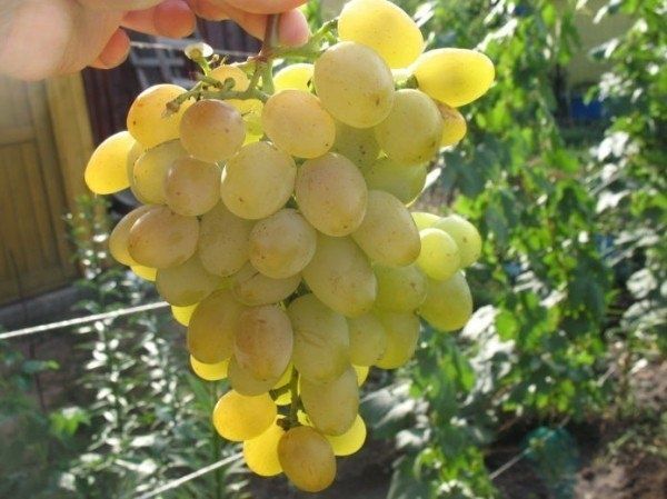 Виноград Долгожданный: настоящая находка для садоводов