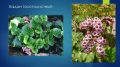 Кулинарные тайны Чигирского чая: от Сибири до вашего стола