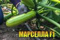 Как вырастить на своём участке кабачок Марселла?