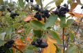 Сорбарония: выращивание и вкусная урожайная новинка в саду