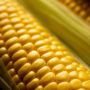 Секреты раннего урожая кукурузы: советы для успешного выращивания