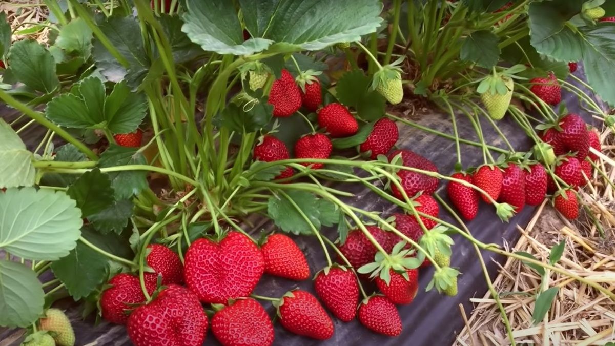 Как весной обеспечить клубнике щедрый урожай: пять ключевых шагов