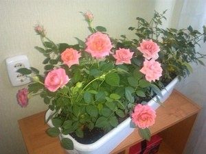 Как правильно пересадить розу: секреты успешного ухода после покупки