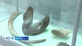 130 лет назад в Ярославле нашли останки степного мамонта