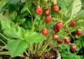 Клубника Мускатная: белоснежный сорт с удивительным медовым послевкусием