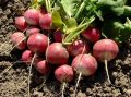 Что посадить после редиса: лучшие варианты для повторного урожая