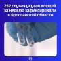 Сезон активности клещей в регионе продолжается