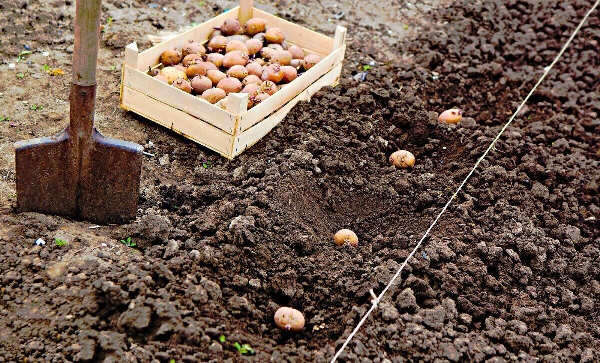 Ошибки посадки картофеля, которые могут лишить вас половины урожая
