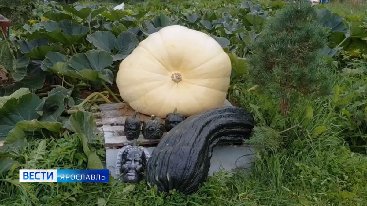 Кабачок «Партизан» и тыква «Улыбка» — нет, это не герои сказки, а урожай из Рыбинского округа! Кабачок «Партизан» и тыква «Улыбка» — нет, это не герои сказки, а урожай из Рыбинского округа!