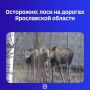 Дорожные службы предупреждают автомобилистов об учащении случаев выхода диких зверей