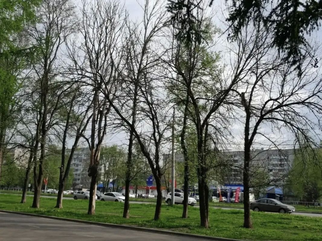 Школьники Ярославля создают цифровую карту больных деревьев для защиты зеленого каркаса города Школьники Ярославля создают цифровую карту больных деревьев для защиты зеленого каркаса города