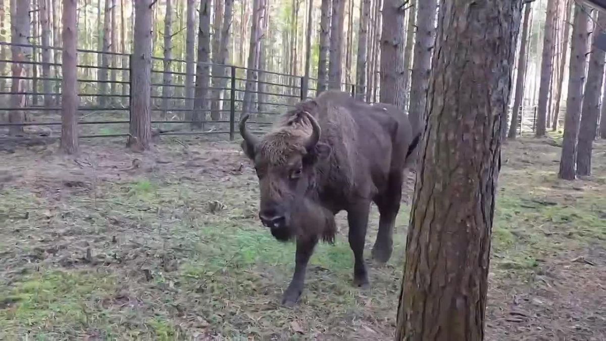 В Ярославском зоопарке новая жительница