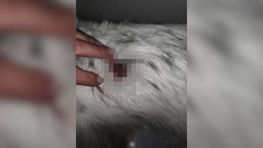 В Ярославле ищут хозяина ротвейлера, напавшего на собаку