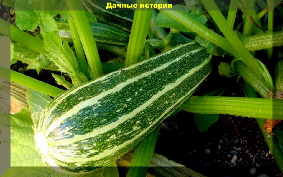 Секреты успешного выращивания кабачков: как обеспечить богатый урожай