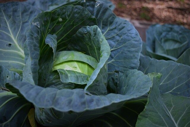 Почему гниёт капуста и как с этим бороться