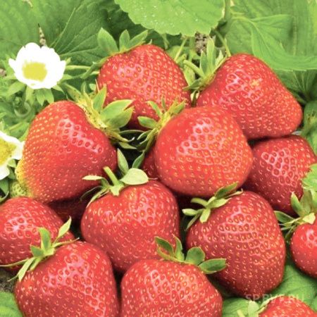 Сибирское садоводство: трудно не заметить Владимира Лутова